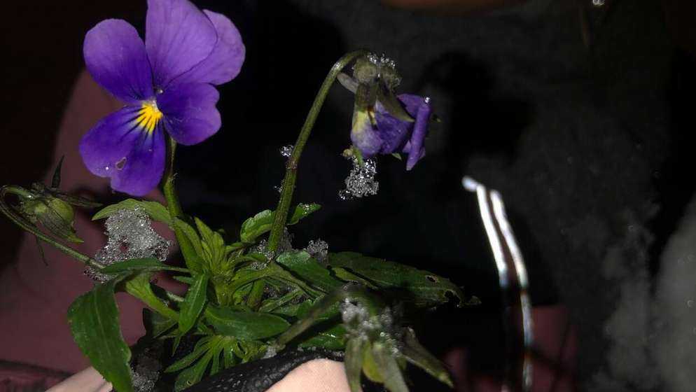 Диво дивное: под свежими сугробами в Брянске дети нашли цветущую фиалку