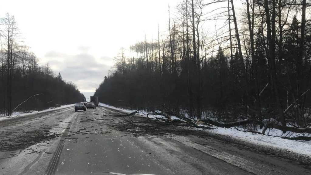 На брянской трассе упавшее дерево повредило автомобили