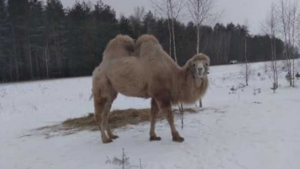 Верблюд на снегу под Брянском опять удивил проезжавших мимо водителей