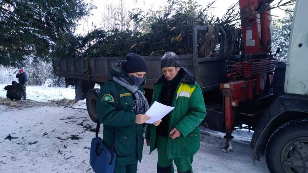Управление лесами Брянской области подвело итоги охраны новогодних елей