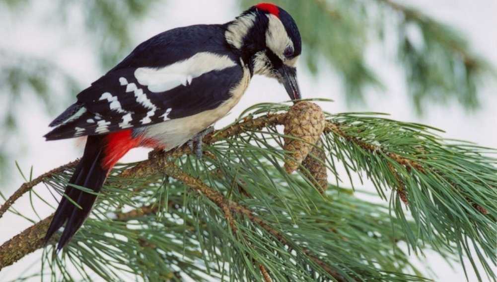 В брянском заповеднике насчитали более 30 видов зимующих птиц