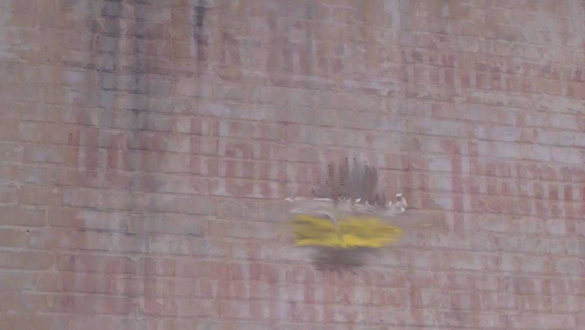В Брянске на стене старого здания проступила надпись на немецком языке