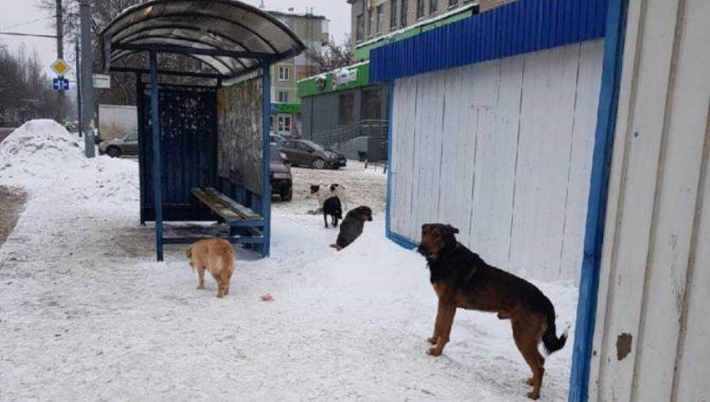 В Бежицком районе Брянска бродячие псы захватили территорию возле банка