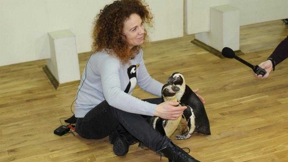 Два цирковых пингвина пришли на выставку в Брянский художественный музей