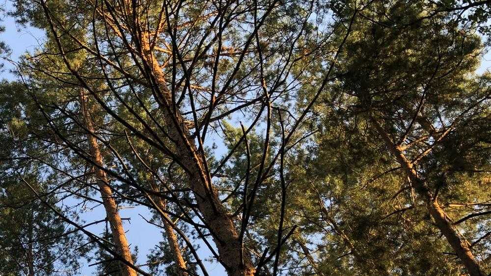 В брянском лесу арендатору суд велел посадить 4,5 тысячи сосен вместо вырубленных 198