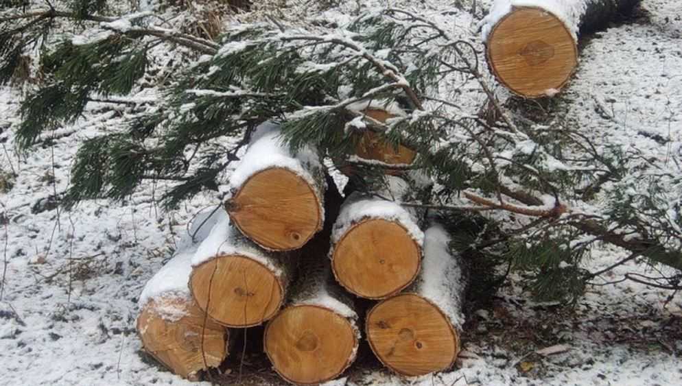 В брянских лесах выявили три факта незаконных вырубок елей перед Новым годом