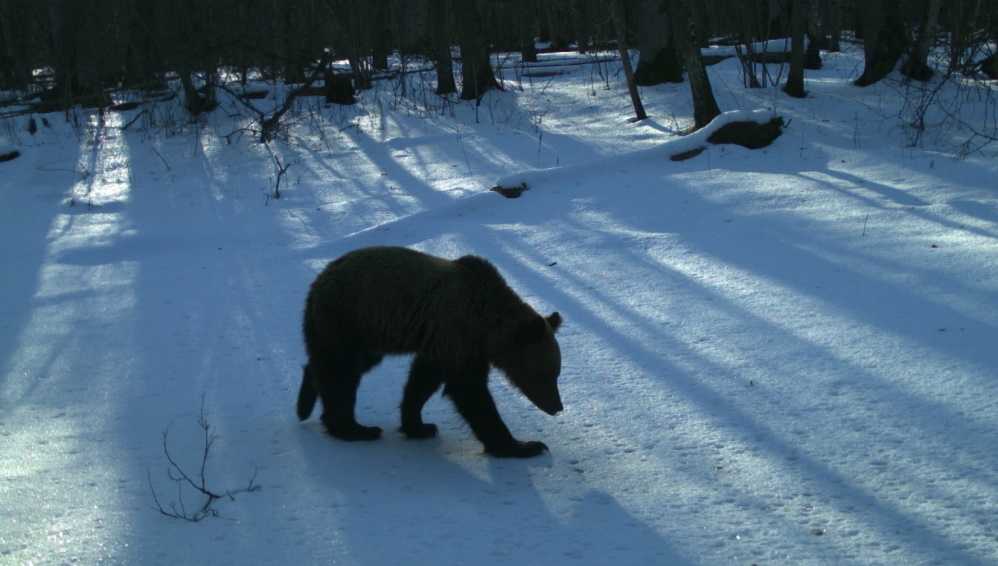 В заповеднике «Брянский лес» после зимней спячки проснулись медведи