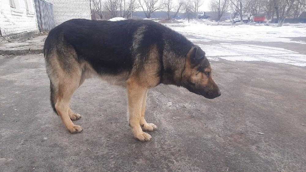 В Брянске живодер искалечил старую собаку проволокой