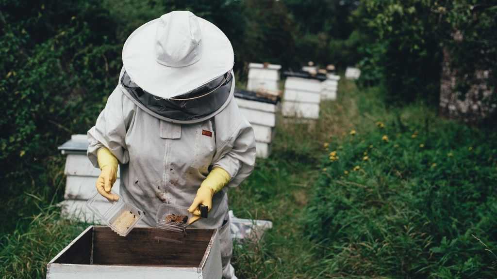 Брянским пасечникам напомнили, как сохранить жизнь пчелиной семье