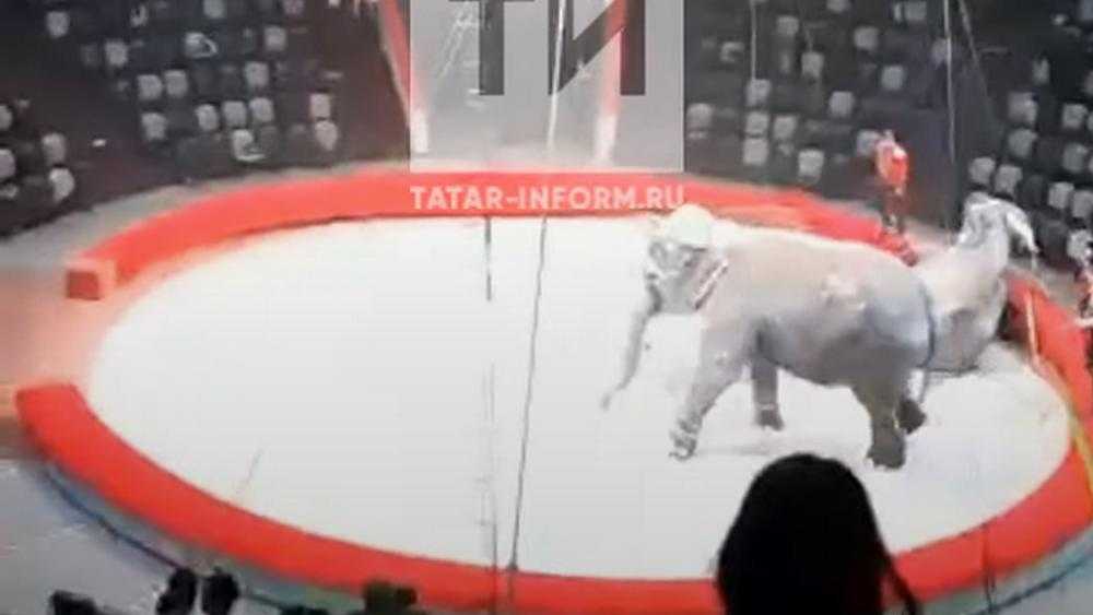 В цирке сняли видео драки двух слонов