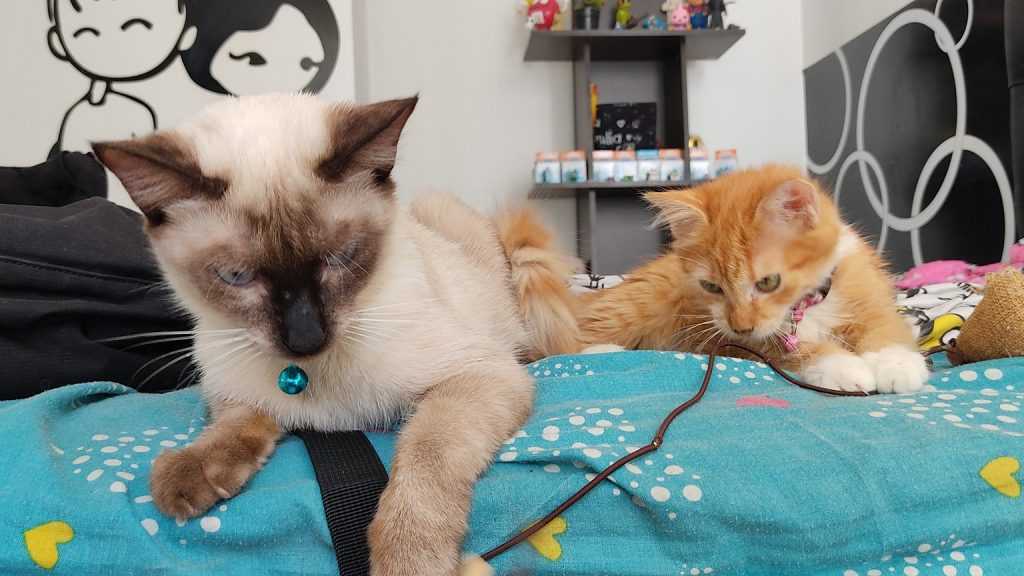 В Брянске пройдет благотворительная выставка кошек «Забери меня домой»
