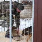 Приют для безнадзорных собак в Брянске начал прием животных