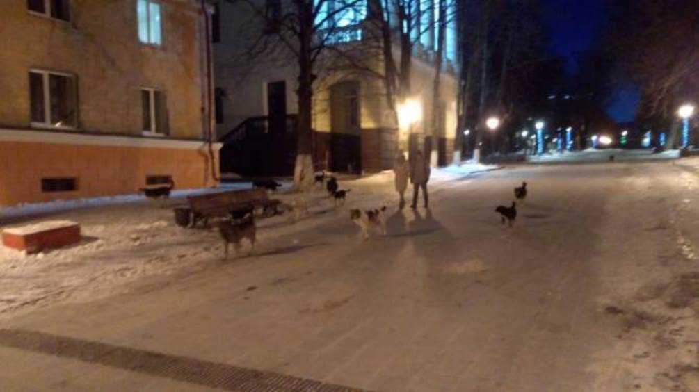 В Брянске на бульваре Гагарина свора псов атаковала прохожих