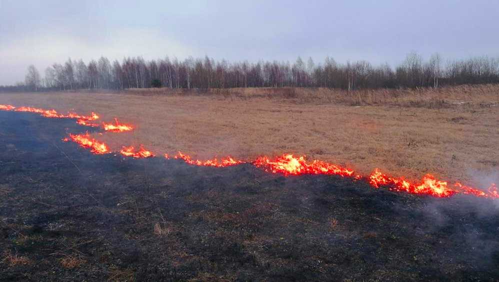 В Брянской области наказали 37 поджигателей сухой травы