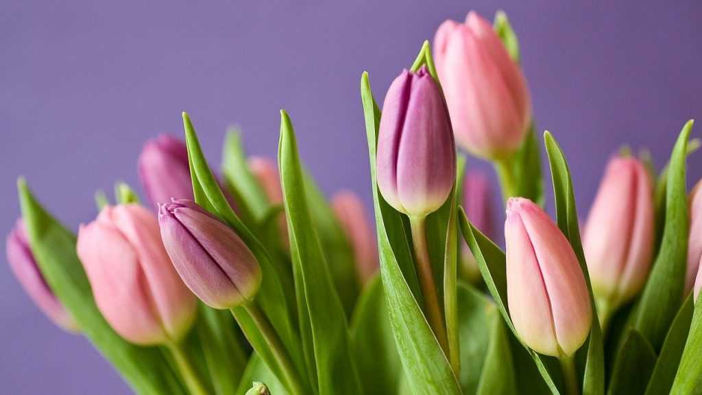 В Брянске высадили 24 тысячи тюльпанов к 8 марта