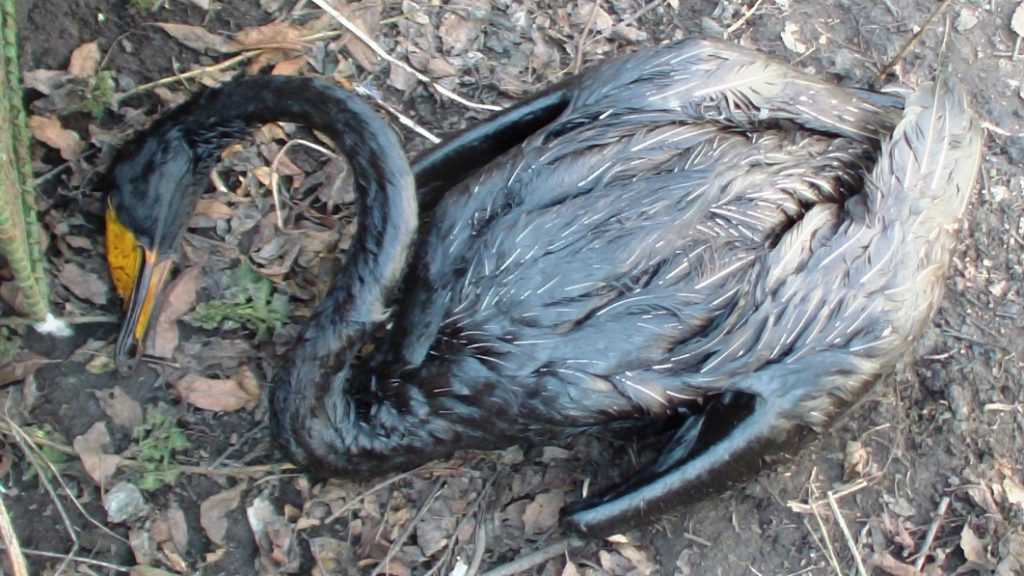 В Рязанской области лебедь погиб жуткой смертью