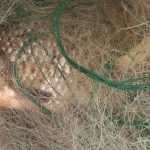 В Брянской области за три недели выявили около 300 браконьеров