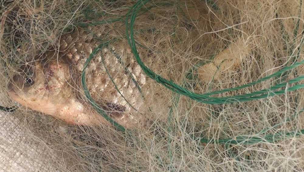 В Брянской области двоих браконьеров отдали под суд за незаконную добычу 25 рыб