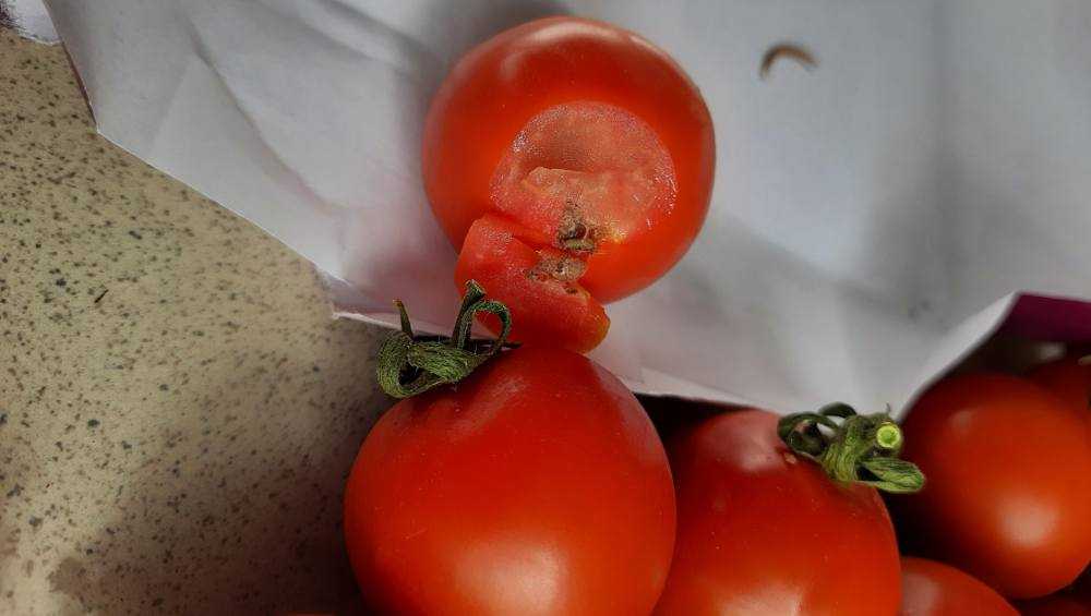 Три фуры с зараженными томатами вернули из Брянской области в Турцию