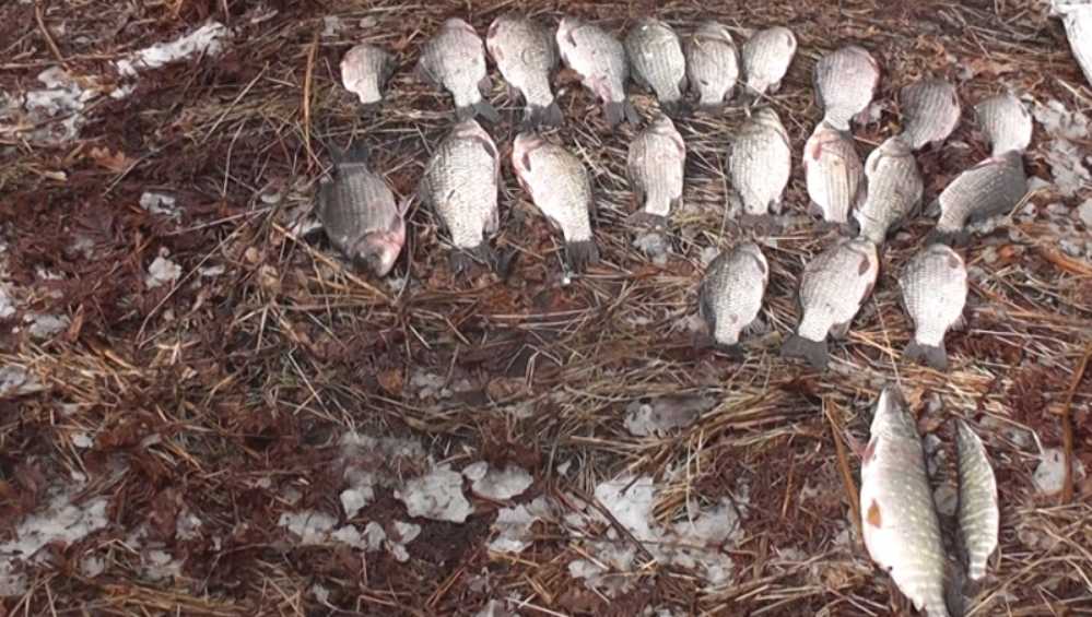 В Брянской области за три недели разоблачили 287 браконьеров