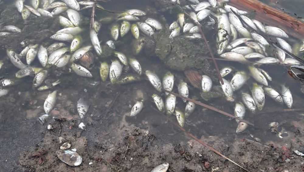 На озере в Суземке Брянской области произошла массовая гибель рыбы
