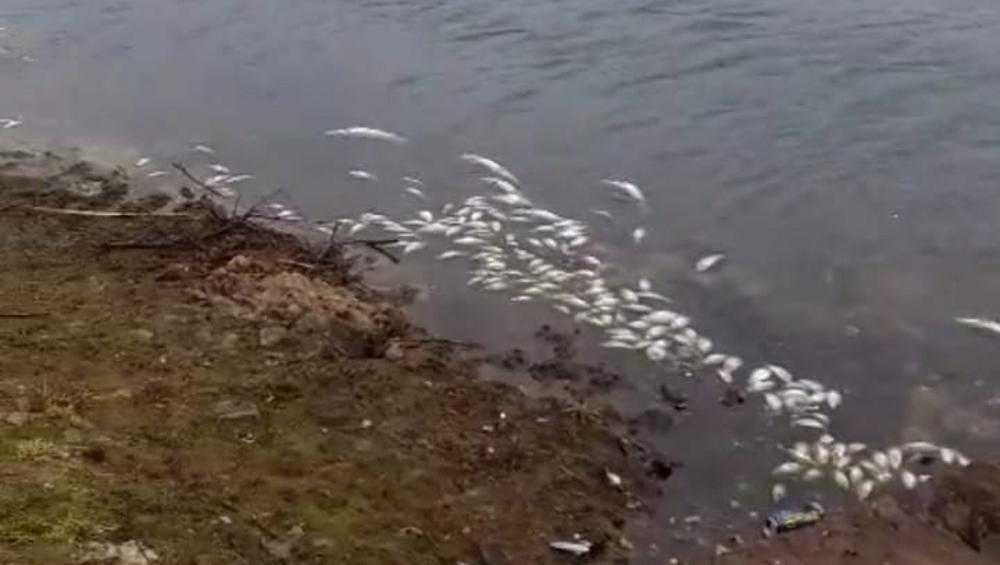 Прокуратура проверит факт массовой гибели рыбы в Суземке Брянской области
