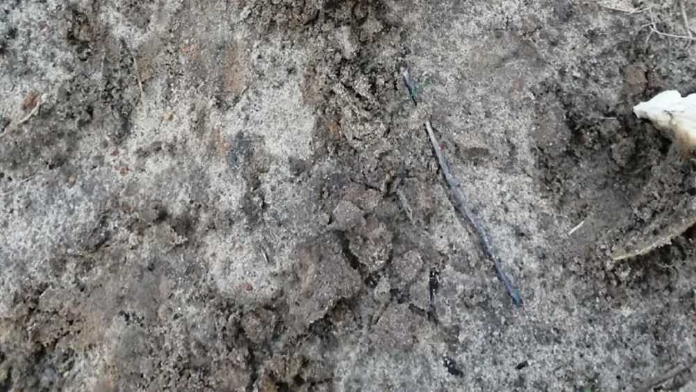 В Новозыбкове возле дома культуры обнаружили человеческие останки