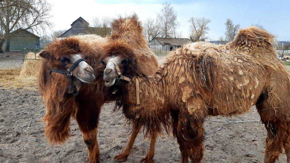 На Локотском конезаводе прижились забавные верблюды Таня и Саша