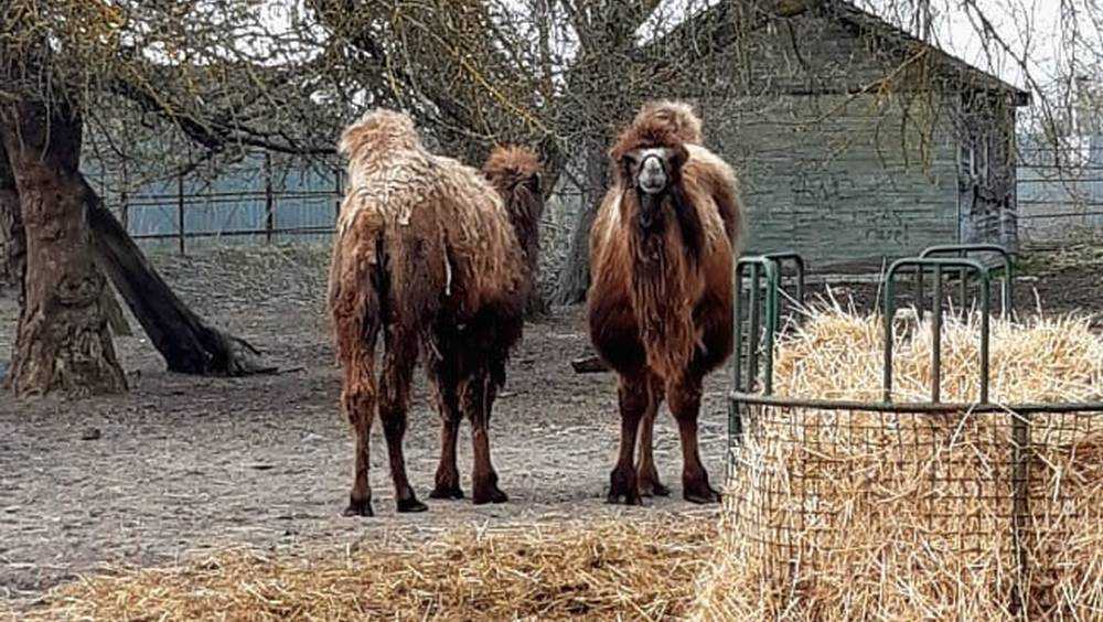 На Локотском конезаводе прижились забавные верблюды Таня и Саша
