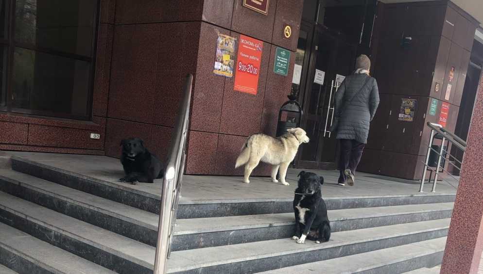 Жителей Брянска напугали собаки у входа в ТЦ «Родина»