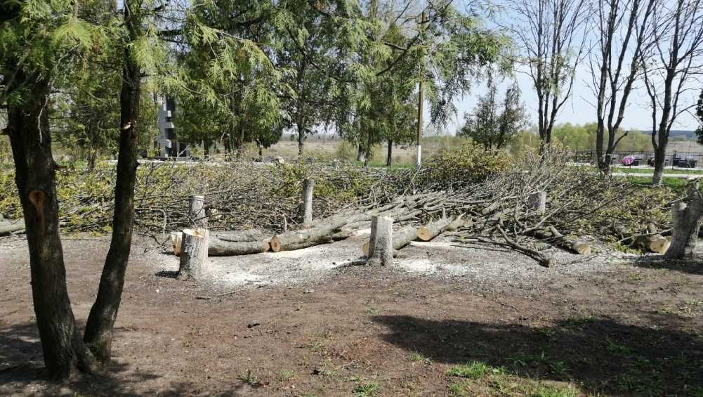 Жителей Севска Брянской области возмутила вырубка деревьев в сквере Памяти