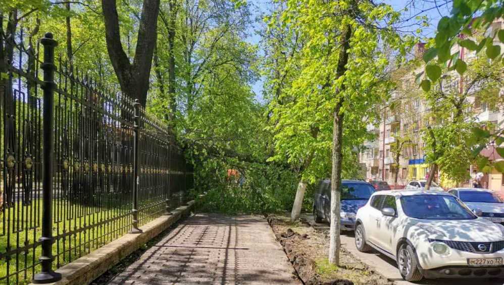 Власти Брянска пообещали убрать рухнувшее на автомобиль дерево
