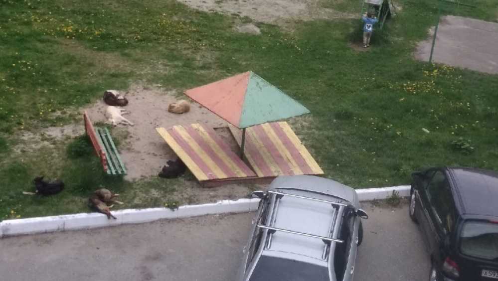 В Брянске свора собак захватила детскую площадку во дворе дома