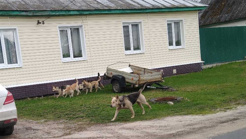 В Карачеве Брянской области своры агрессивных псов атаковали горожан