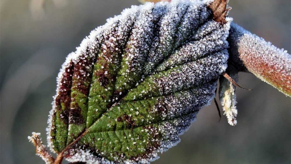 Жителей Брянской области предупредили о понижении температуры до 4 градусов мороза