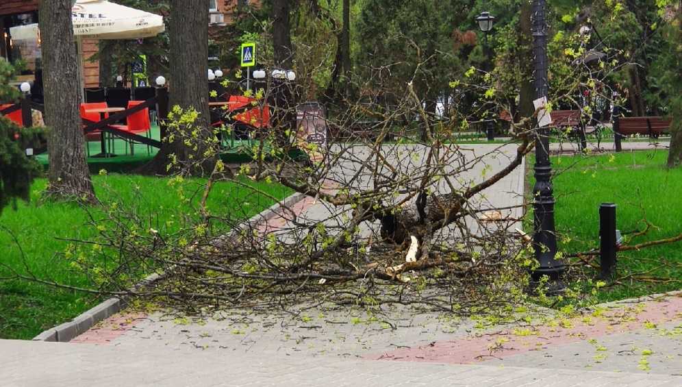 В Круглом сквере Брянска на дорогу рухнула ветка дерева