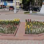 В Брянске распустились тысячи тюльпаны
