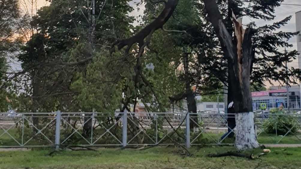 В Бежицком районе Брянска на улице 3-го Интернационала рухнуло дерево