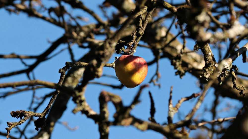 В Брянской области начали массово гибнуть от жука короеда молодые яблони