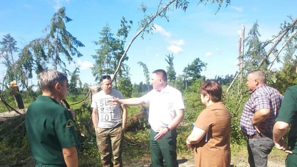 В Брянской области ураган поломал лес на 620 гектарах