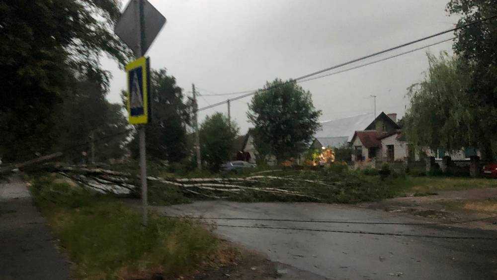 В Брянске на улице Куйбышева дерево от сильного ветра упало на дорогу
