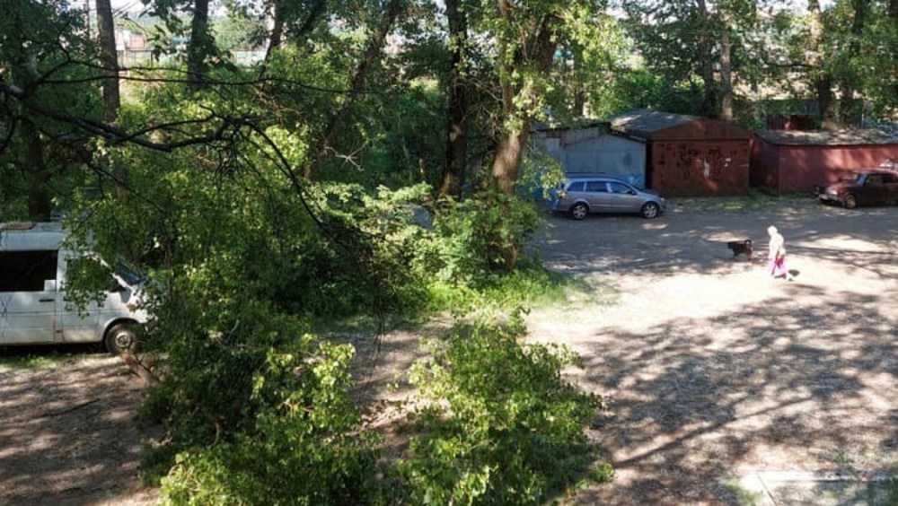 В Брянске на улице Володарского гнилое дерево упало на три автомобиля