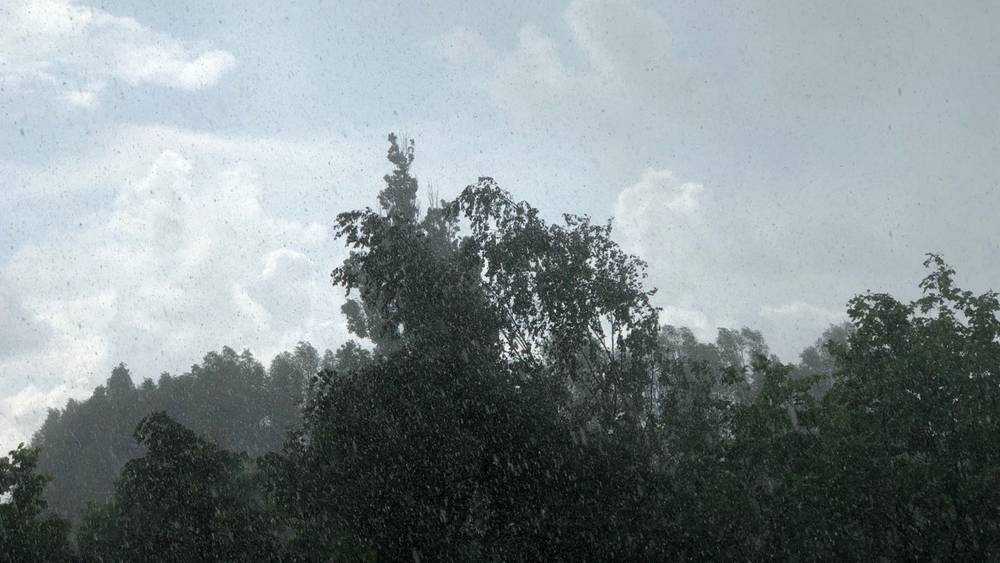 МЧС в Брянской области предупредило о грозах и ураганном ветре 10 июля