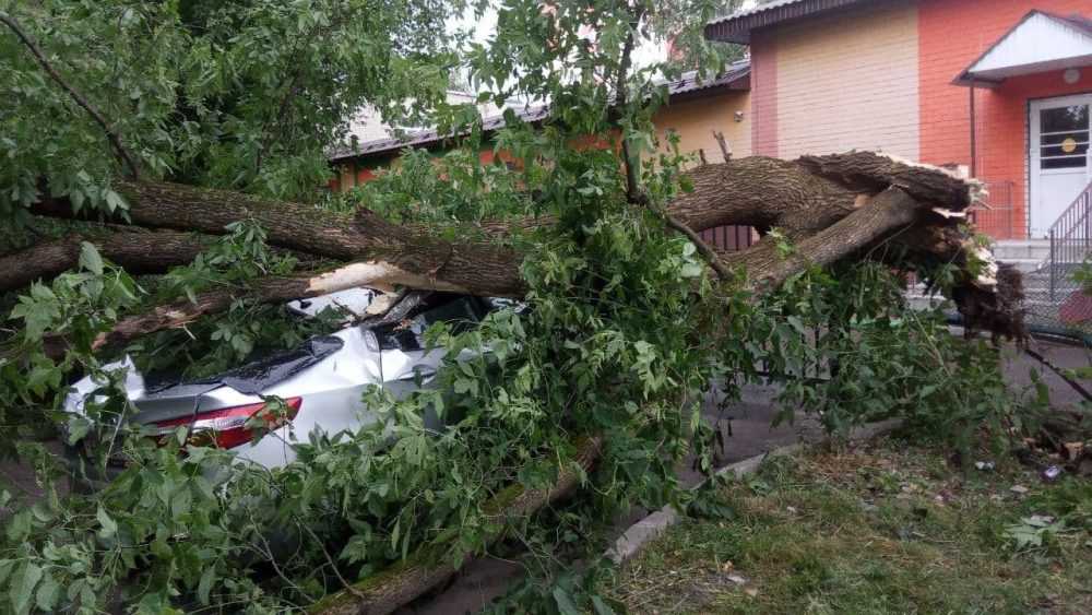 В Брянске рухнувшее дерево раздавило автомобиль