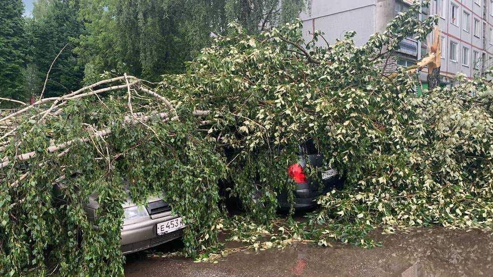 В Брянске упавшее во время грозы дерево придавило два автомобиля