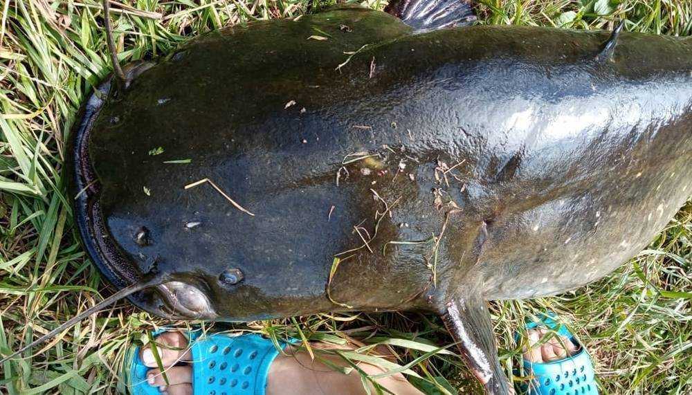 Брянский рыбак поймал в Десне гигантского сома весом в 40 килограммов