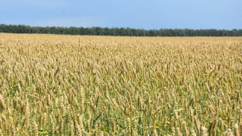 Губернатор Брянской области сообщил о росте объема сельхозпродукции до 134 млрд