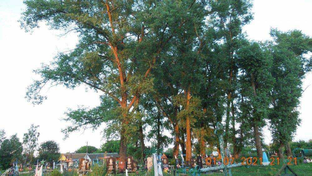 Жители брянского села пожаловались на опасные деревья и бездействие чиновников