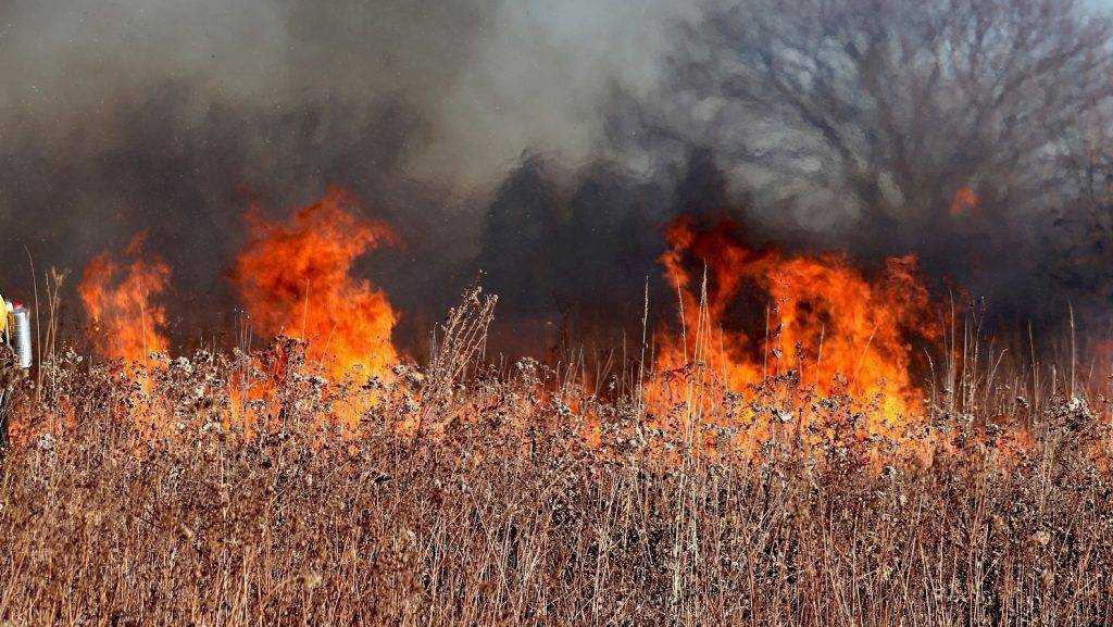 В России могут запретить сжигать сухую траву на дачах в близости от построек