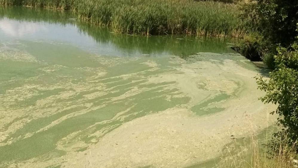 Ситуация с загрязнением реки Стечна в Унечском районе взята на партийный контроль